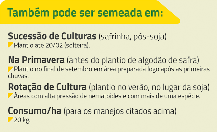 Crotalária Spectabilis 3 Site Safrinha crot2 semeada.1