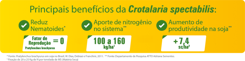 Crotalária Spectabilis 2 Webp.net resizeimage 1.1
