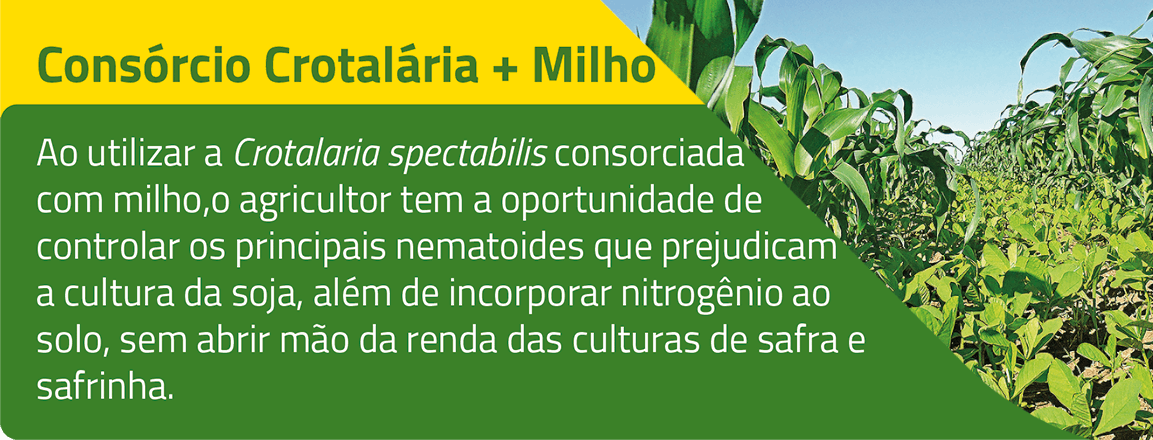 Crotalária Spectabilis 1 crotalaria2